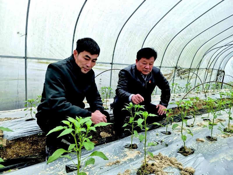 吴敬芳(右)在蔬菜大棚内查看蔬菜生长情况.记者周红珍